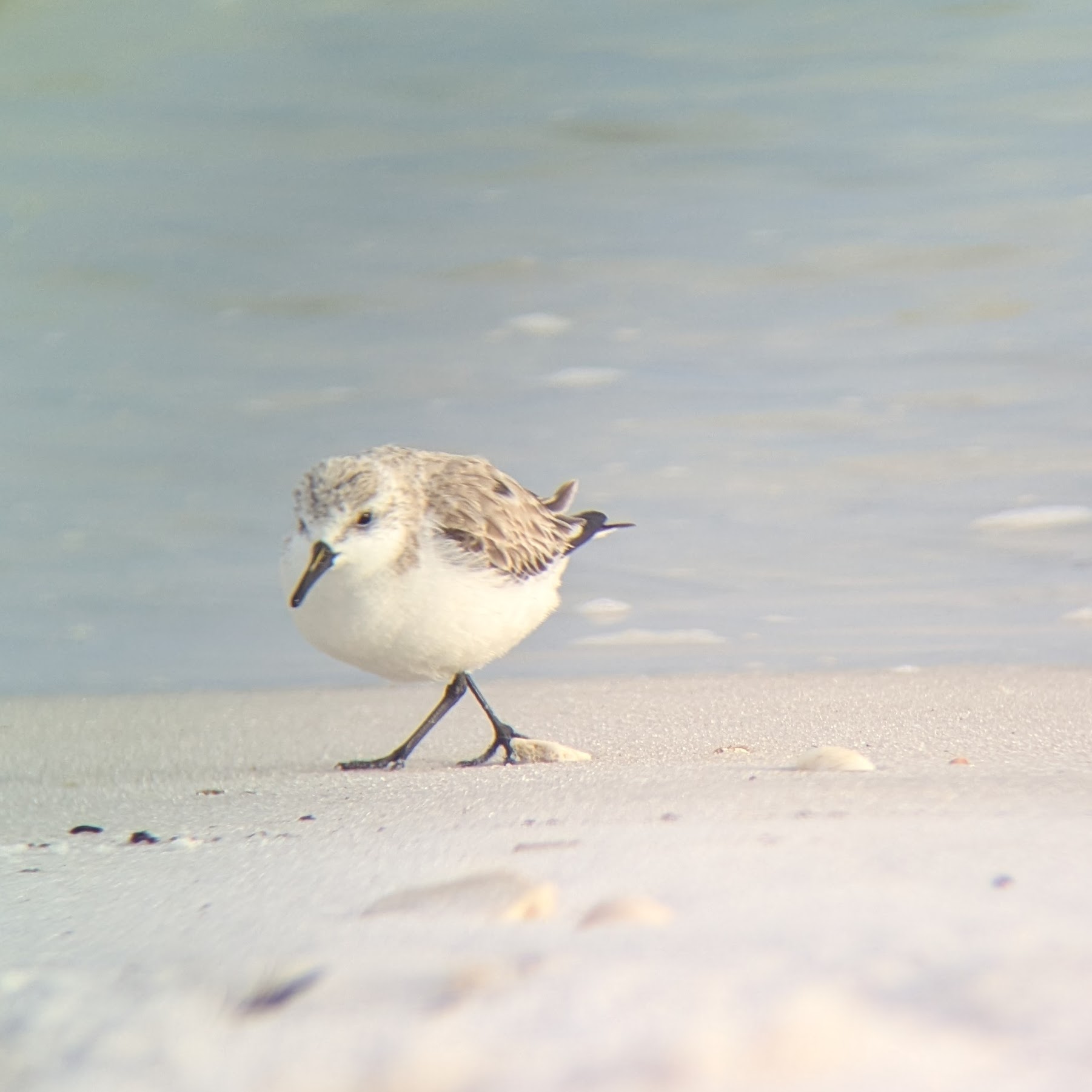 Sanderling crossing its legs