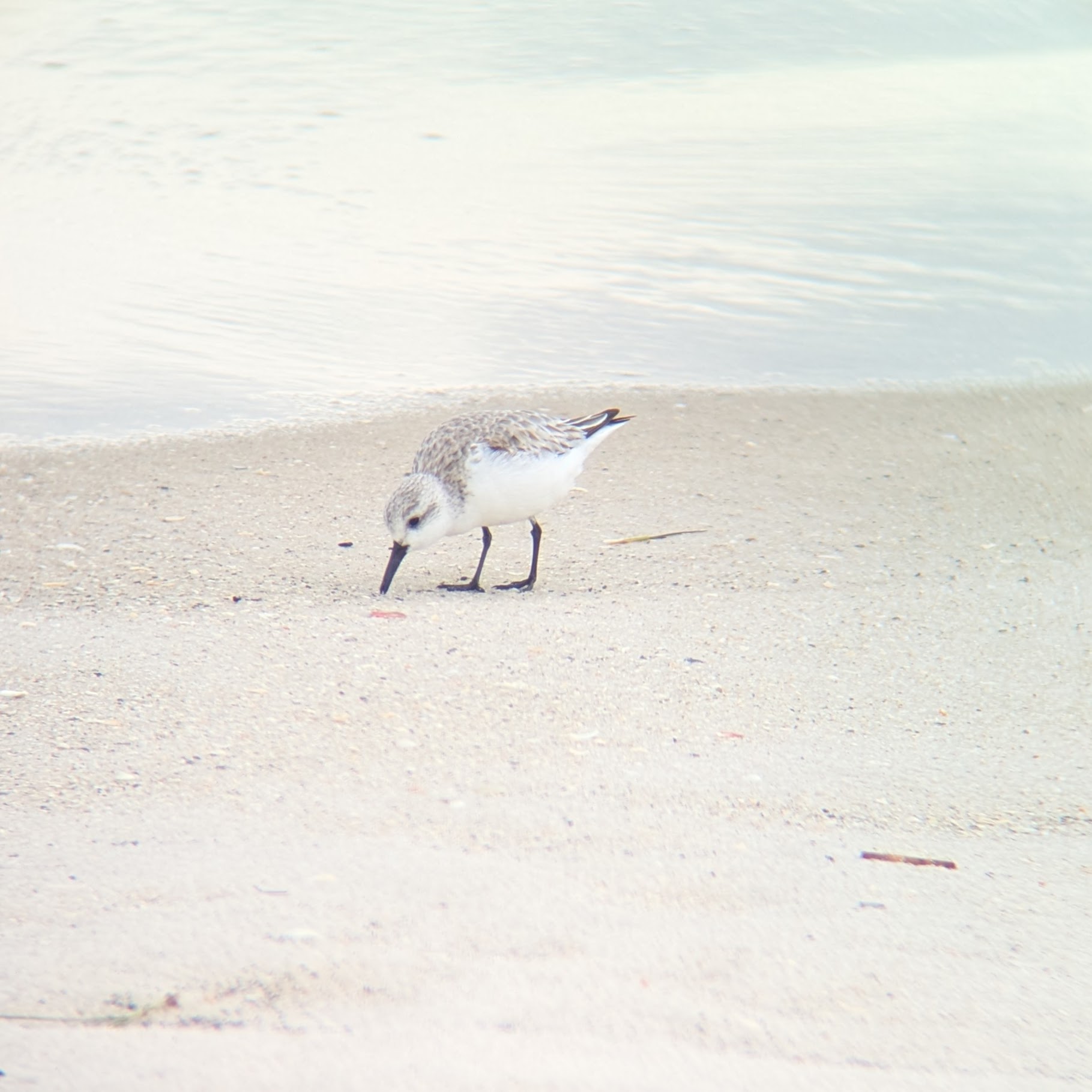 Curious sanderling looks at a shell