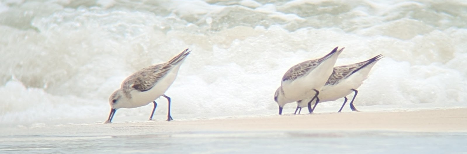 Sanderlings doing some sandpiping