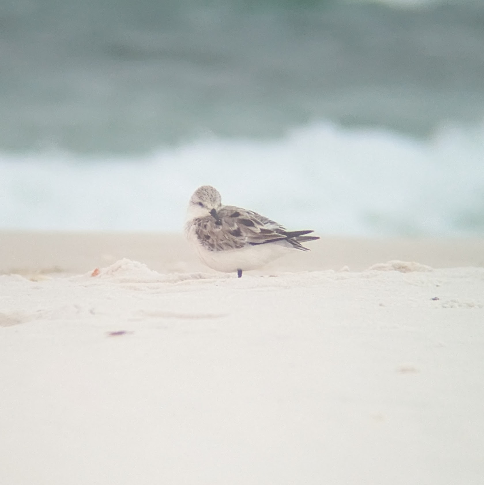 Sanderling resting after a long day