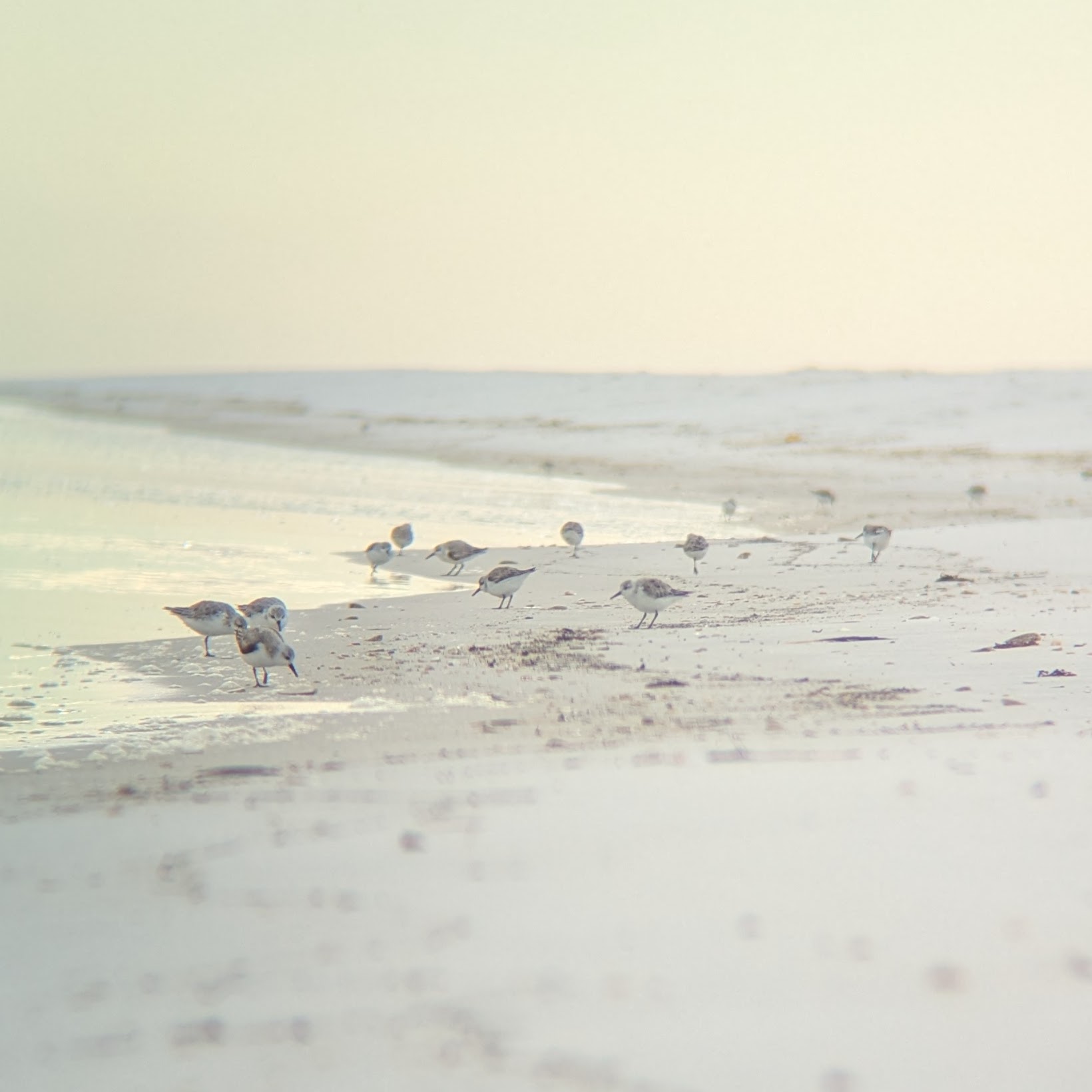 A flock of sanderlings