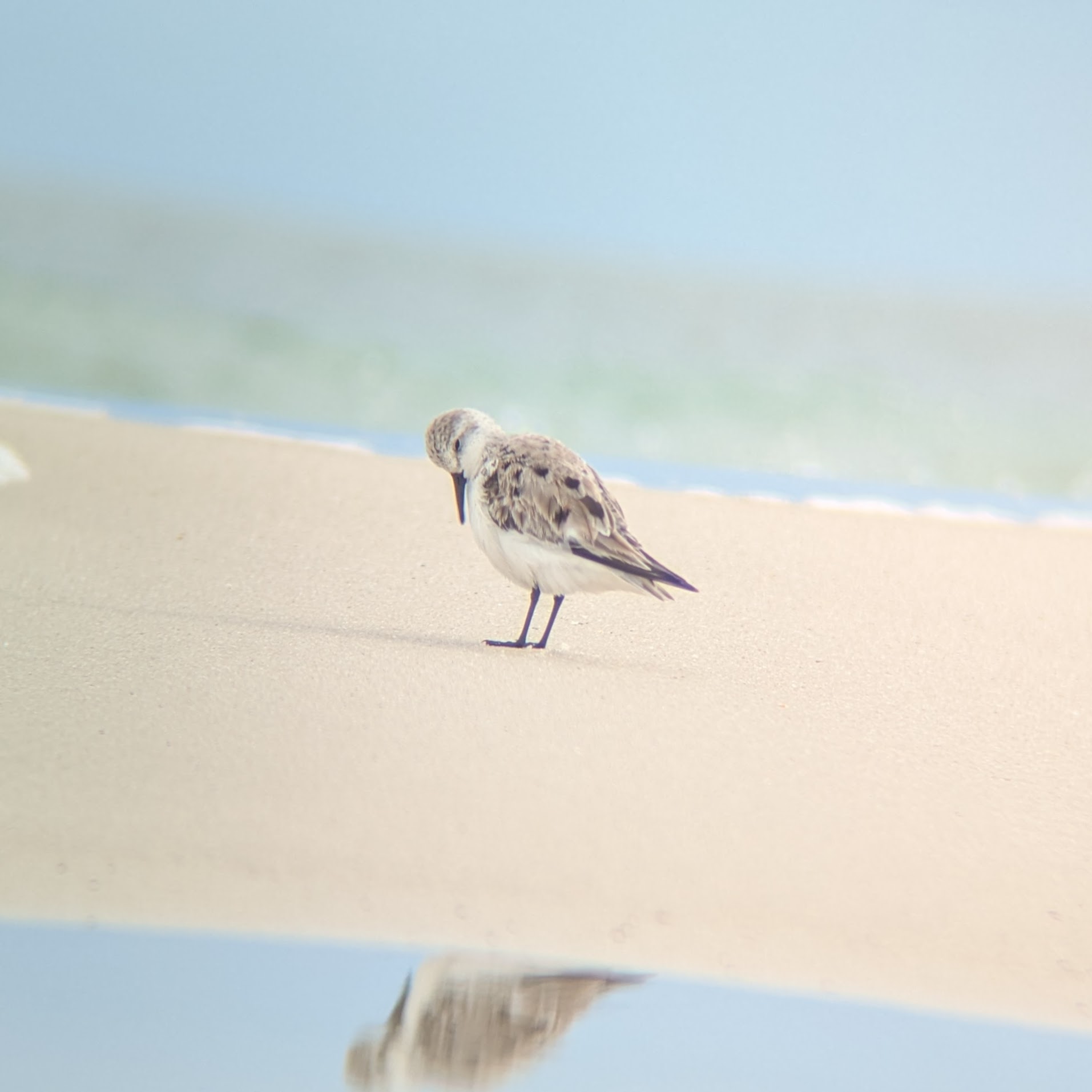 Sanderling grooming reflected in the water