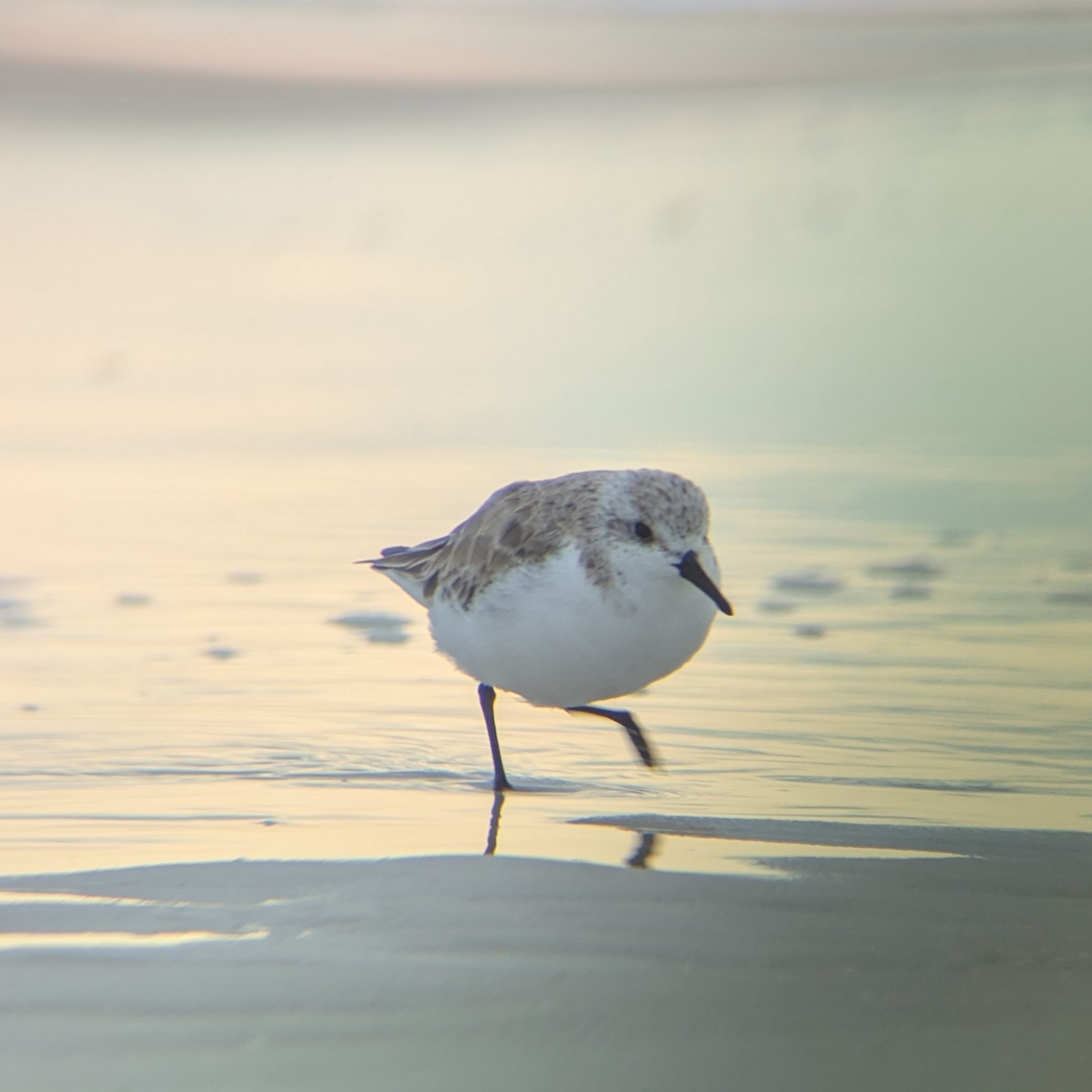 A sanderling walking in the water