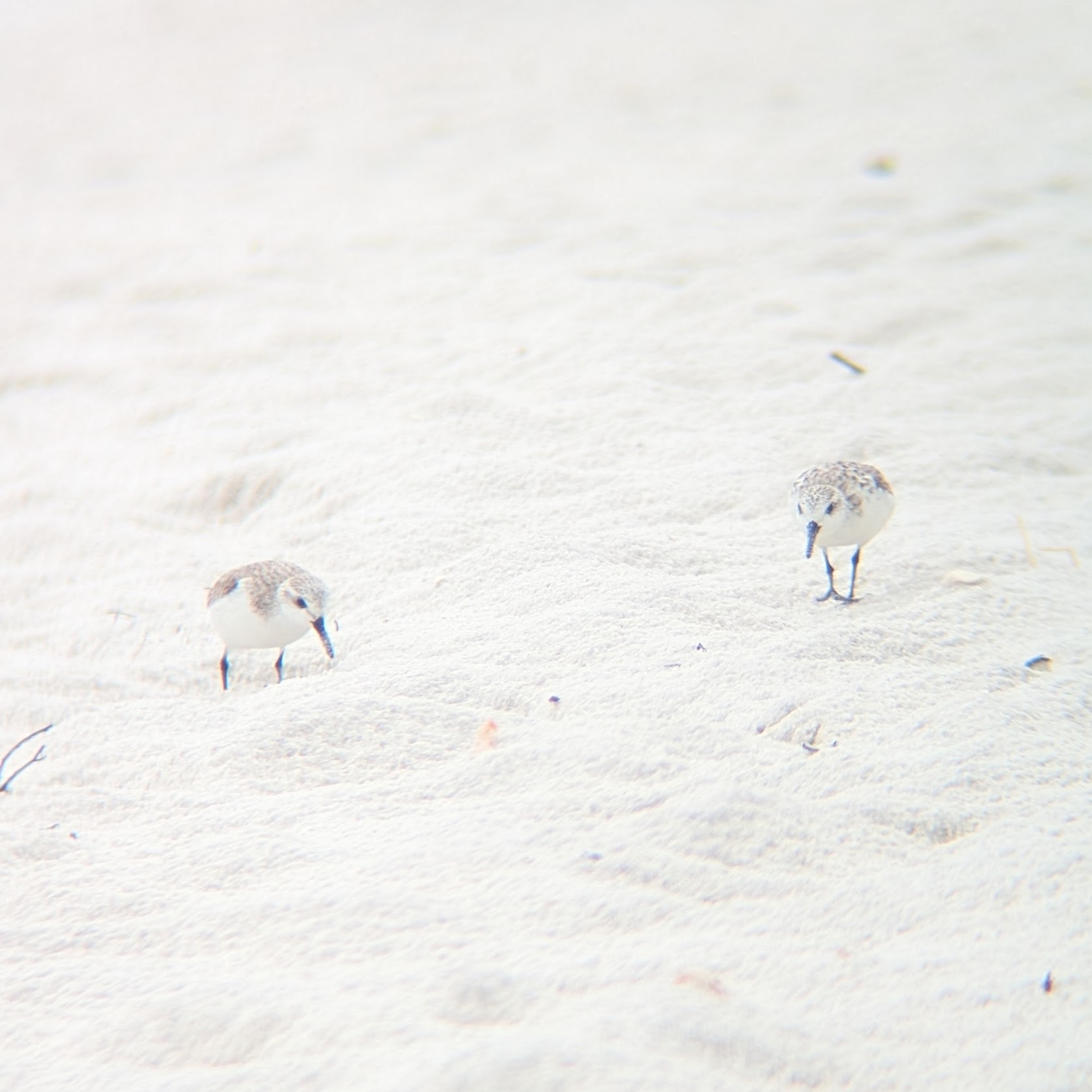 A pair of foraging sanderlings