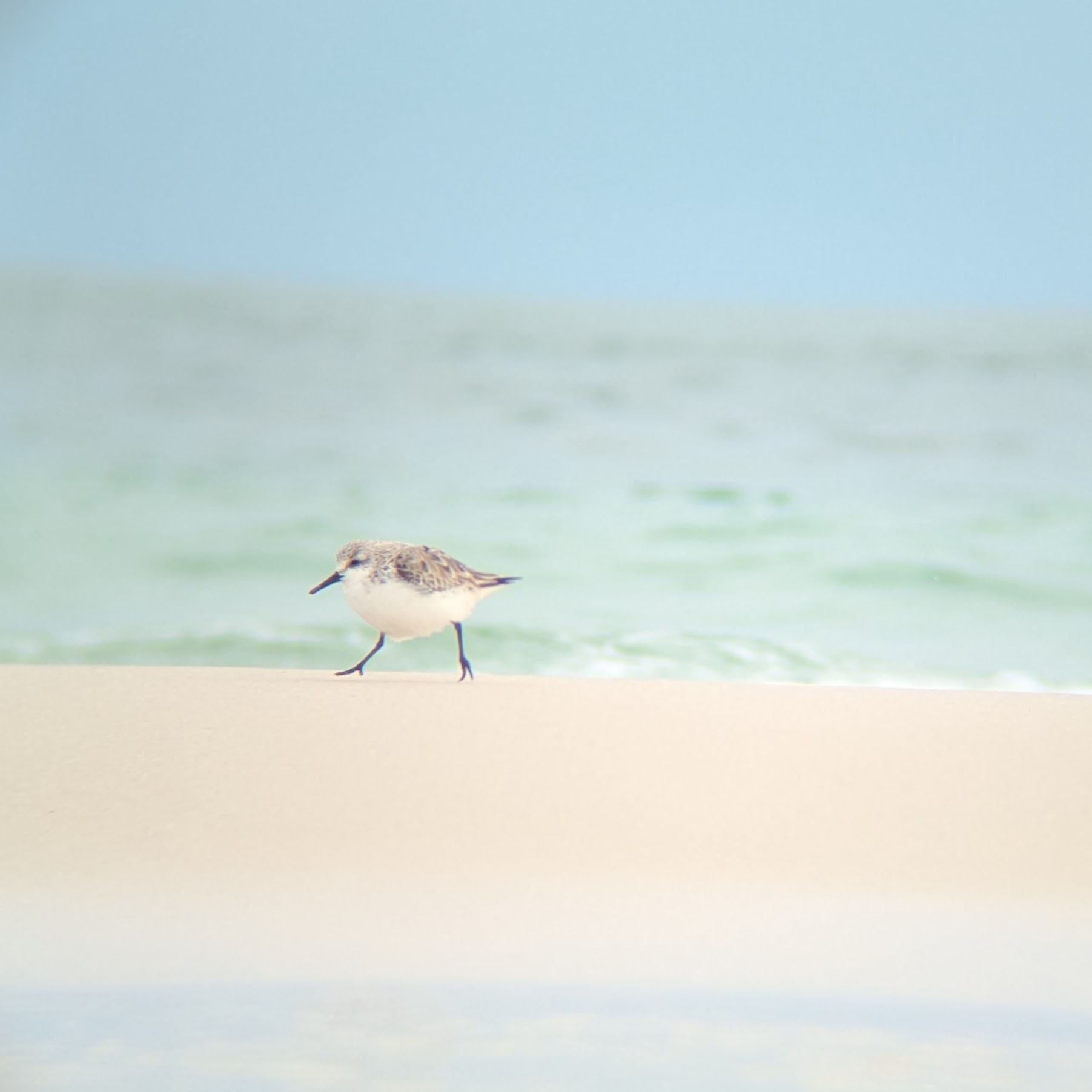 A sanderling walking by with the ocean in the background